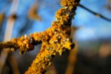 Is it lichen? Does it eat trees?