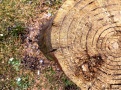 StumpPerspective